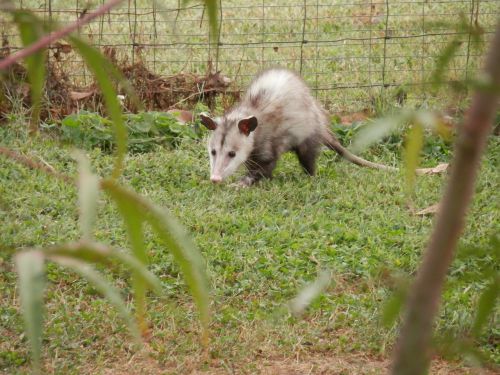 possum opossum marsupial