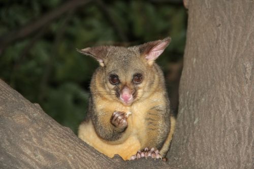 possum animal mammal