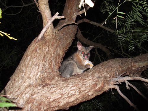 possum brush tail possum australian marsupial