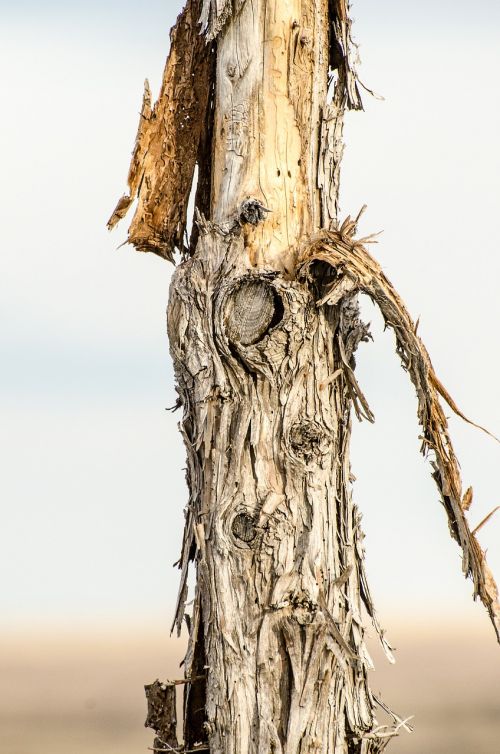 post bark peeling