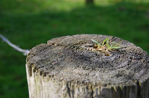 post grass landscape