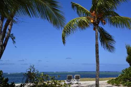 postcard beach palm trees