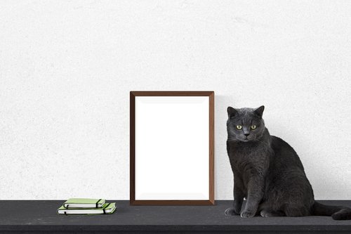 poster  frame  cat