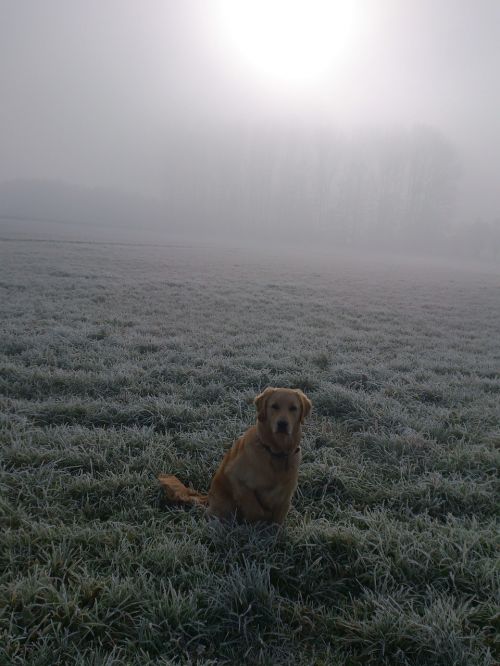 postkartenmotiv golden retriever dog