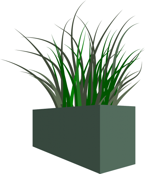 pot grass plant