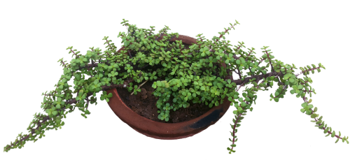 pot green plant nature