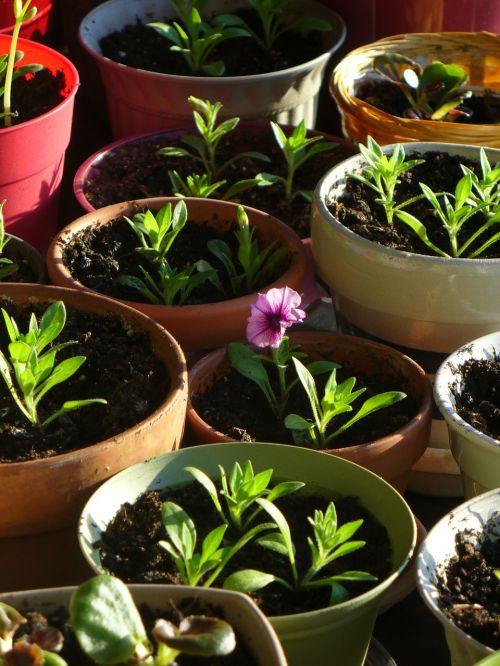 pot seedling flower