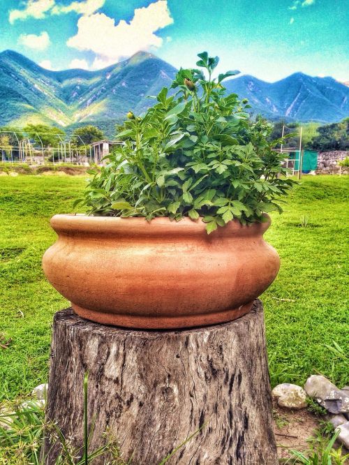 pot plant nature