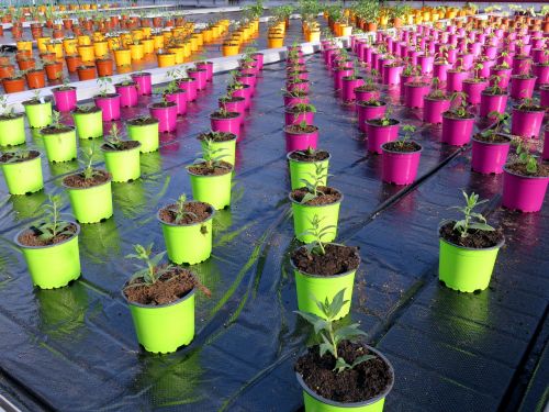pot color greenhouse