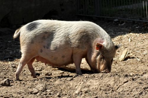 pot bellied pig pig animal