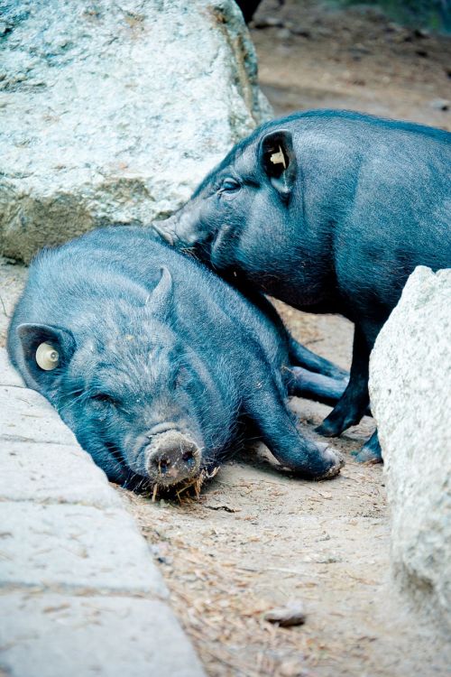 pot bellied pig vietnamese hängebauchschwein pig wild translucent
