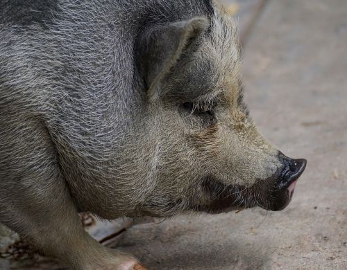 pot bellied pig pig domestic pig