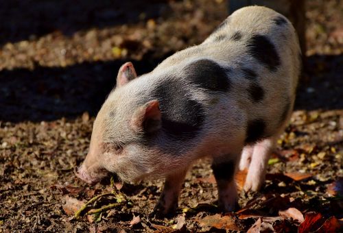 pot bellied pig pig piglet