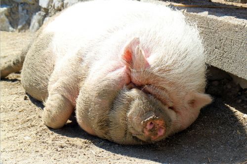 pot bellied pig pig dozing