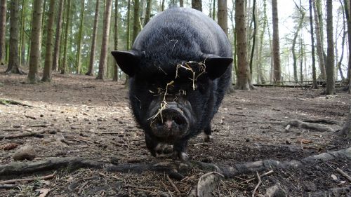 pot bellied pig pig animal