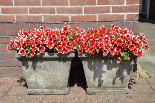 Pot Flowers