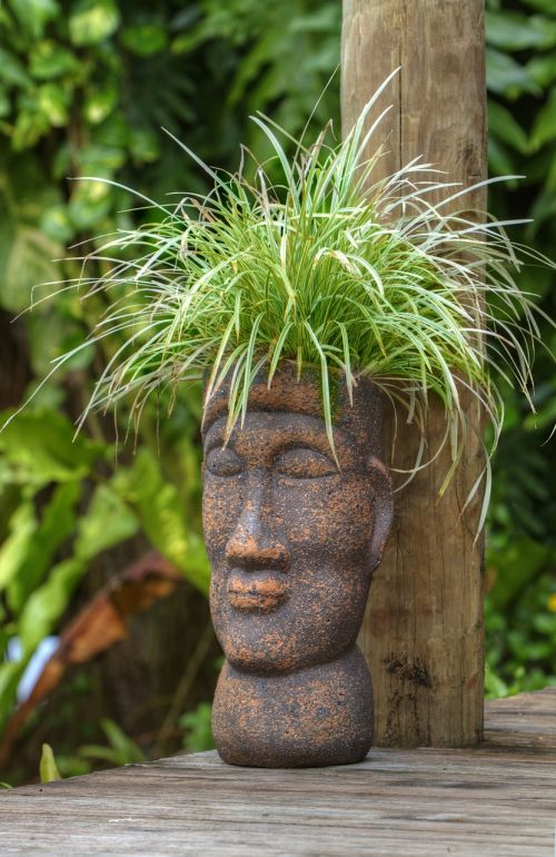 pot head polynesian plant