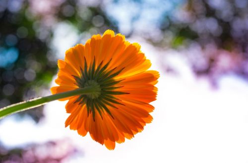 pot marigold flower colorful