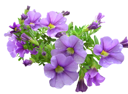 pot plant purple flowers