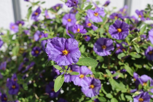 potatisblomma  blue flower  summer