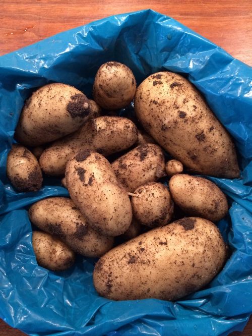 potato harvest new potatoes