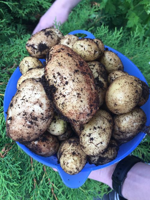 potato vegetables agriculture