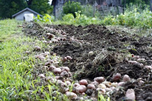 potato field agriculture