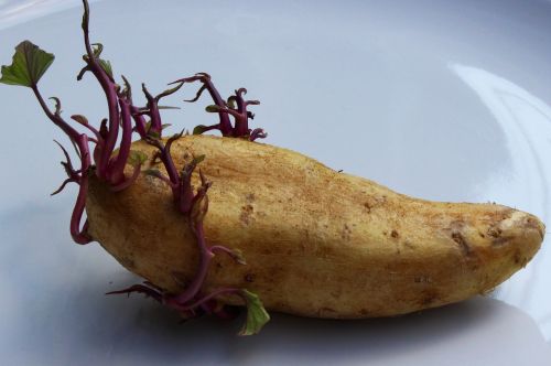 potato seed potato vegetable