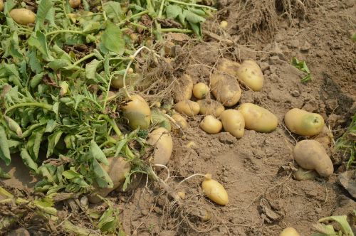 potato harvest crop