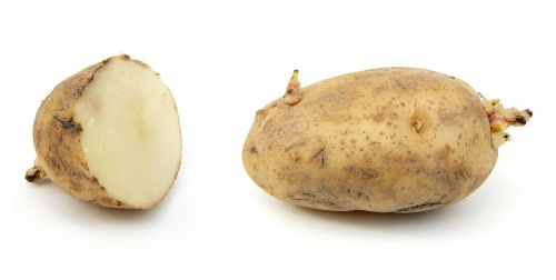 potato earth apple russet burbank potato