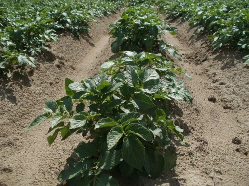 potato field agriculture