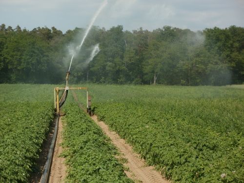 potato fields irrigation