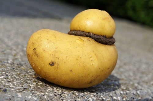 potato yellow vegetables