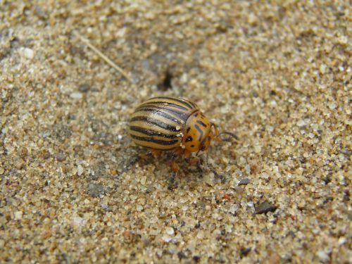 potato beetle kolorádóbogár sand