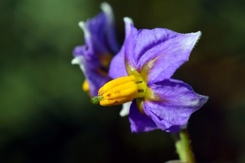 potato blossom potato flower viola