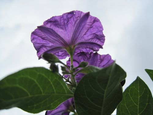 potato bush flower flower purple