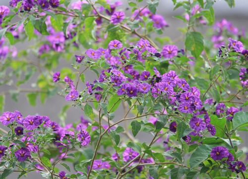 Potato Bush Purple Flowers