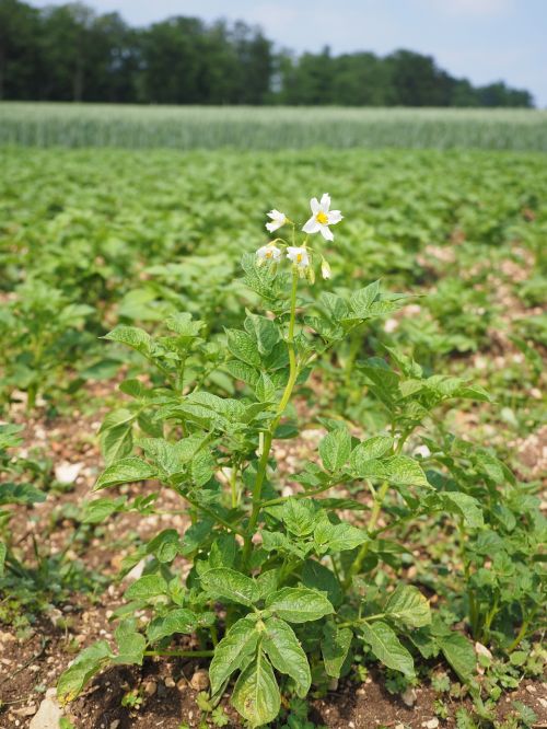 potato field potato blossom blossom