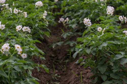potato field potatoes blooming potatoes