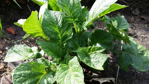 potato plant potatoes food