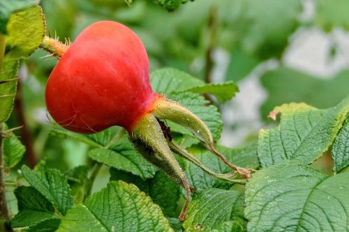 potato rose wild rose rosa rugosa