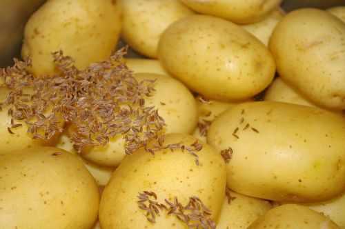 potatoes eat food