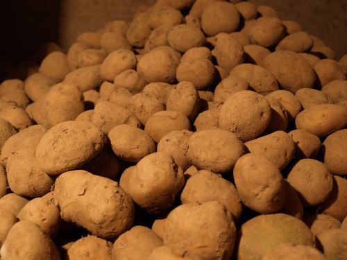 potatoes the wine cellar natural vegetables