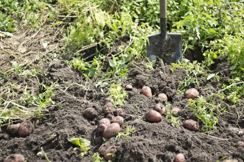 potatoes harvest vegetable garden