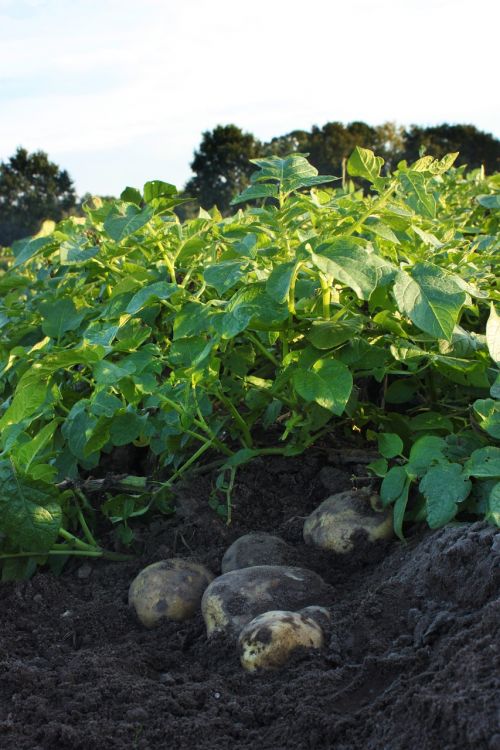 potatoes field potato