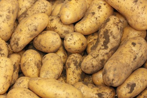 potatoes solanum tuberosum herdöpfel