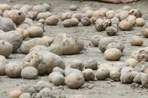 potatoes  farming  village