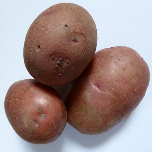 potatoes bio nature