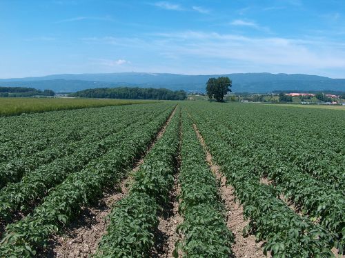 potatoes potato field agriculture
