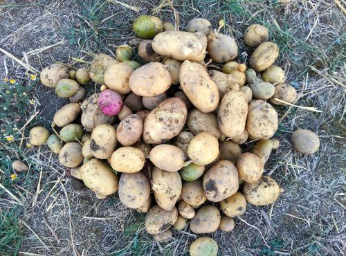 potatos potatoes harvest